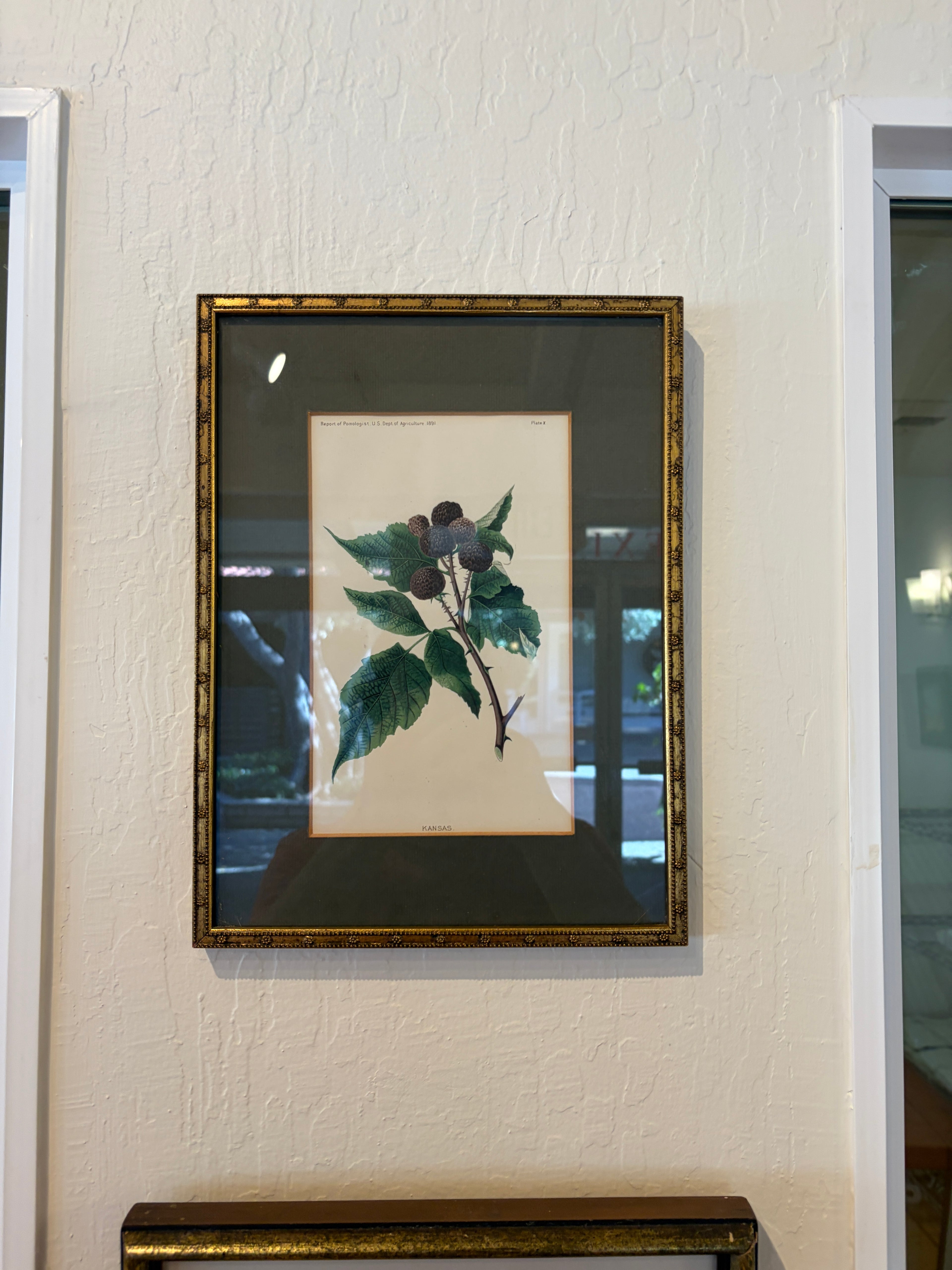 Botanical Print